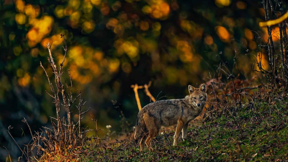Golden Jackal: Resourceful Canids in Tezu Botanical Garden