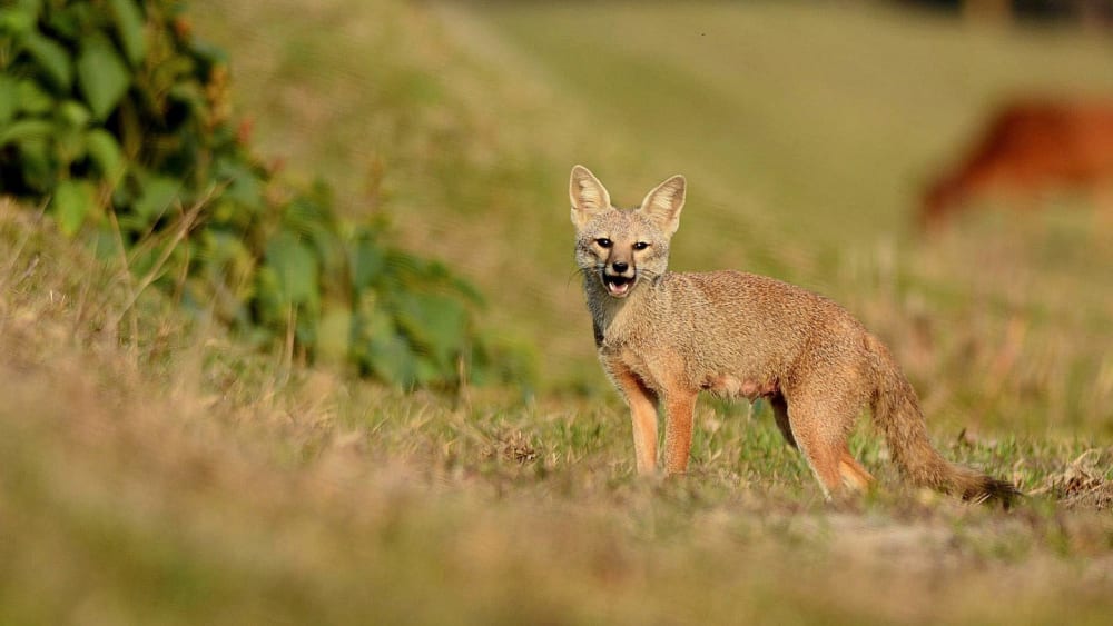 Bengal Fox: Vanishing Jewel of the Grassland