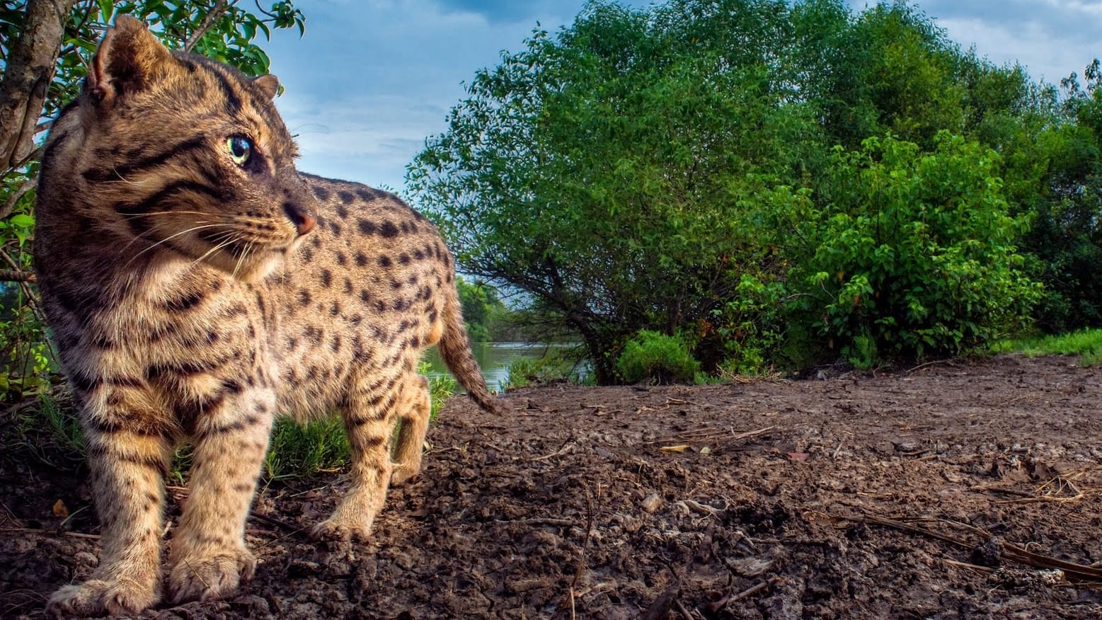 The Fishing Cat in Laxmi’s Backyard
