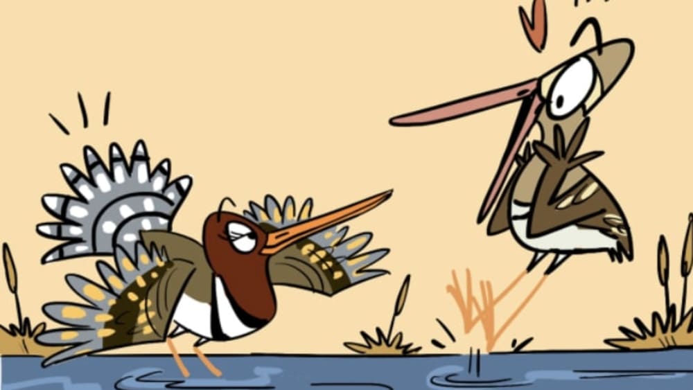 A Greater Painted Snipe Wins Over Her Valentine