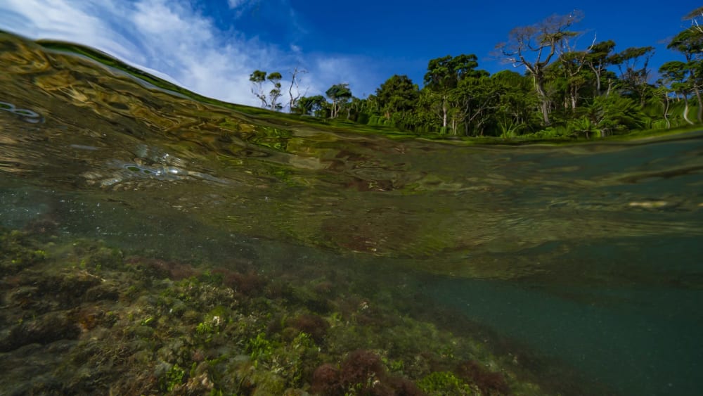 Great Nicobar: Exploring a Biodiverse Island in Peril