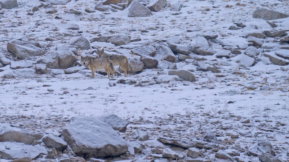 Himalayan Wolf: The Howler of Hanle