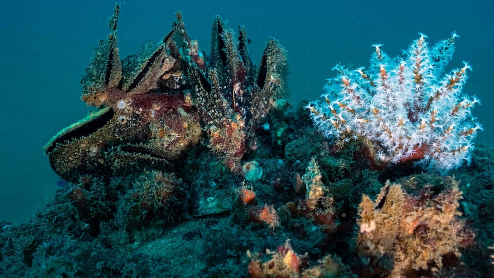 Oysters: Tied to the Web of Life