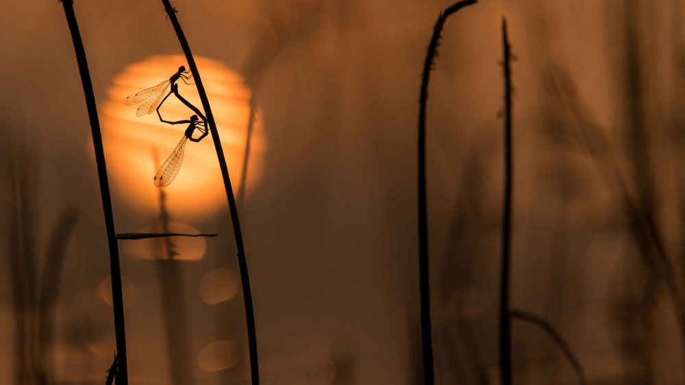 Coming of Age Underwater: The Life Cycle of Dragonflies and Damselflies