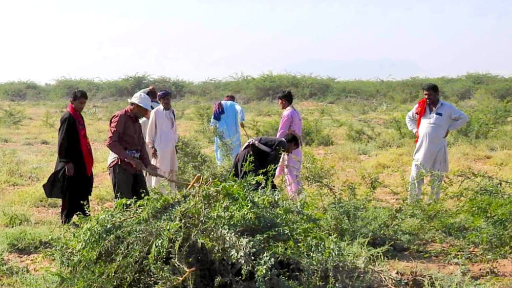Removal of Invasive Prosopis May Affect Livelihoods in Banni Grasslands, Says Study