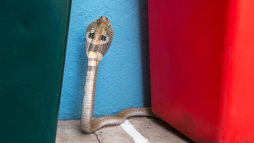 Boxed In: The Urban Snakes of Bengaluru
