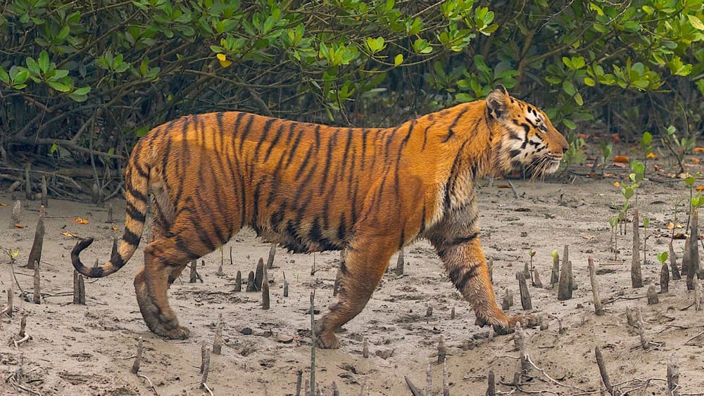 Feared, Loved, Worshipped: The Enigma of the Sundarbans Tiger