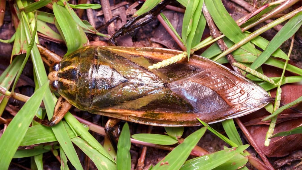 Giant Water Bugs: Close Encounters with Toe Biters