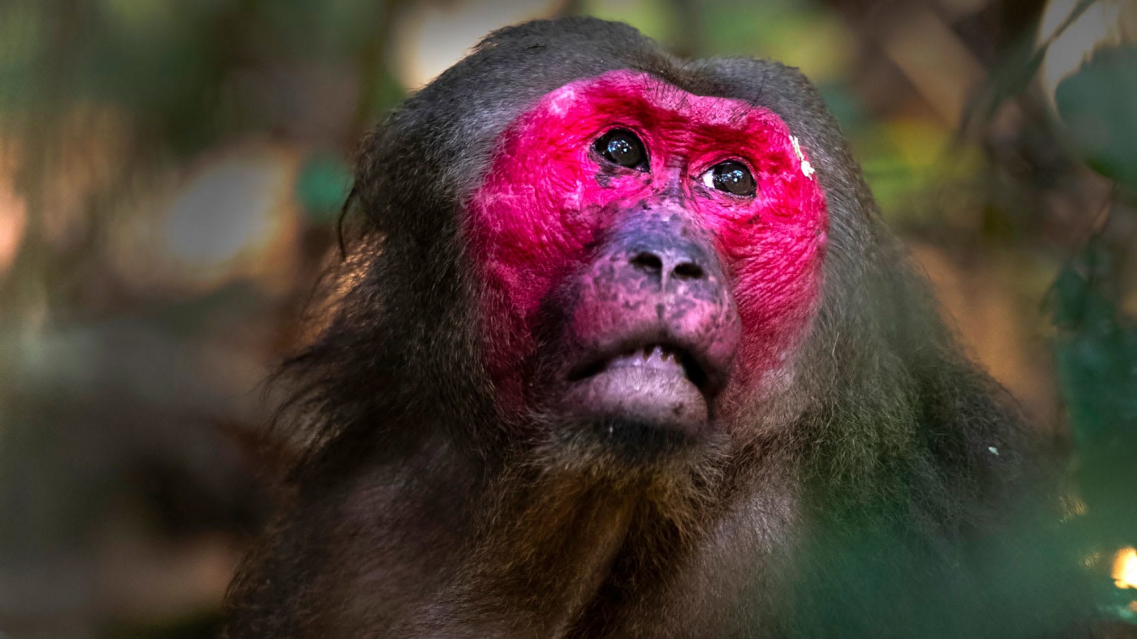 The Stump-tailed Macaques of Hollongapar