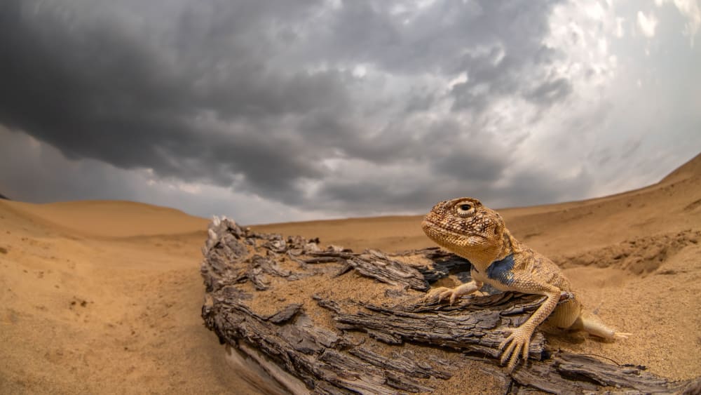 Rajasthan Toad-headed Agama: Master of the Shifting Sands