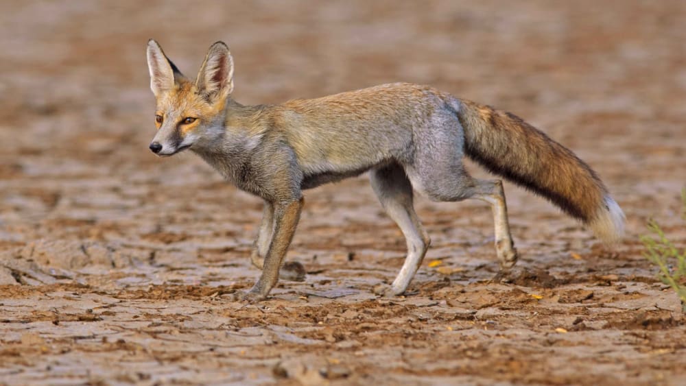 Foxy Tales: Look Before You Leap
