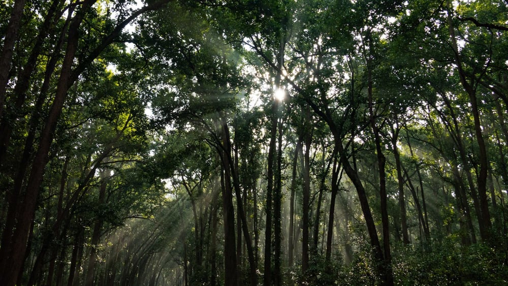 Sal: The Robust Timber Tree