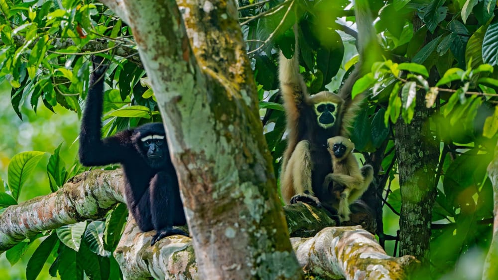 Arboreal Actors: Tree Dwellers of Dehing Patkai