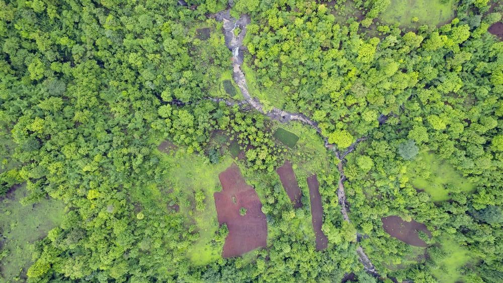 The Guide: Vansda National Park, Gujarat