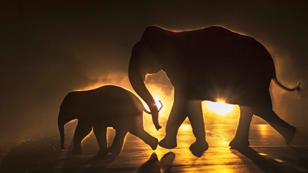 An Insider’s Perspective: The Short Life of an Asian Elephant in West Bengal