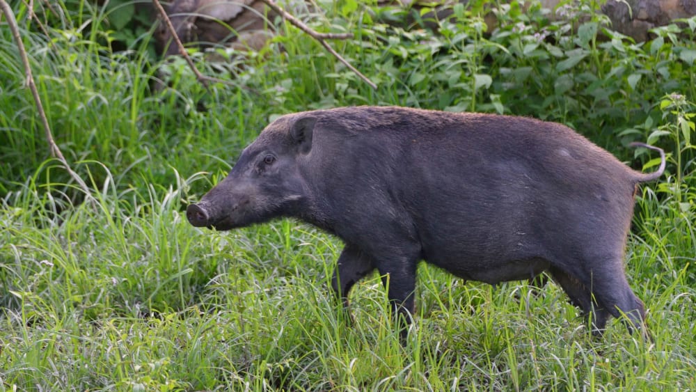 Crop Raids by Wildlife on the Rise in Kaziranga