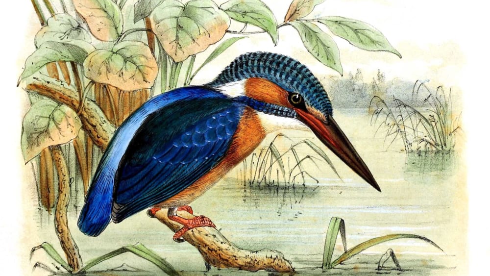 Feathered Folklore: Birds and Their Amazing Avatars