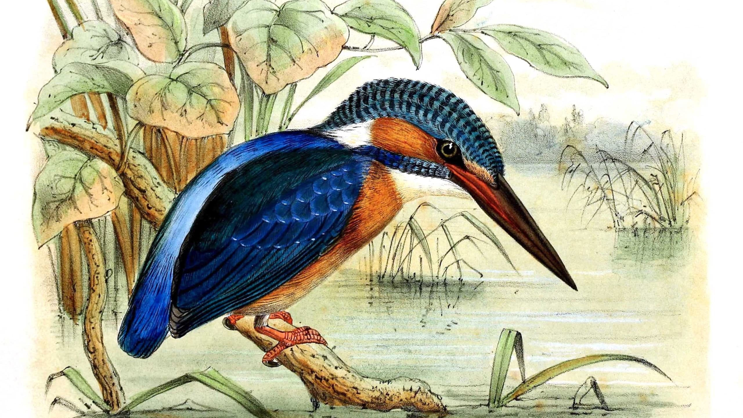 Feathered Folklore: Birds and Their Amazing Avatars