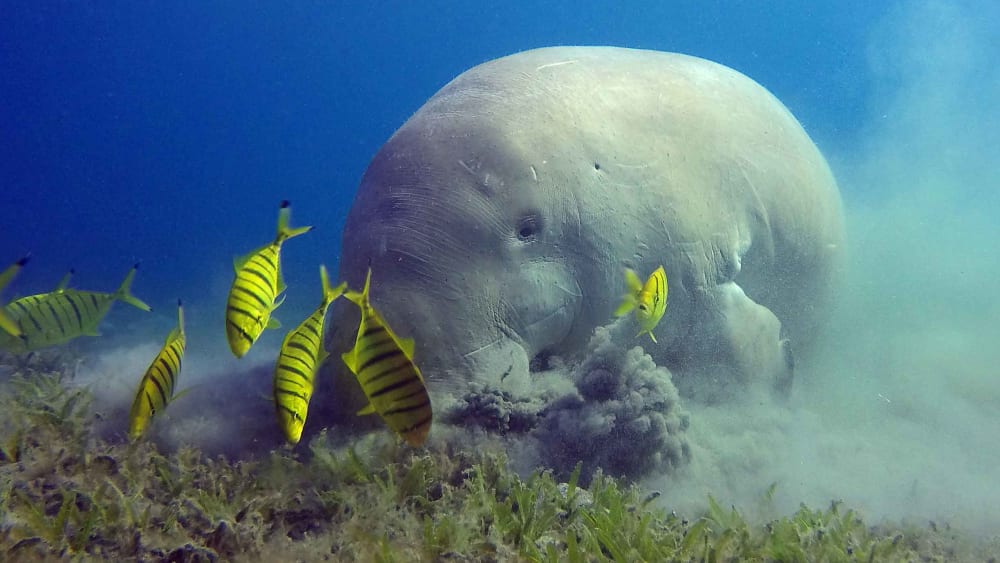 New Conservation Reserve Offers Glimmer of Hope for Dugongs