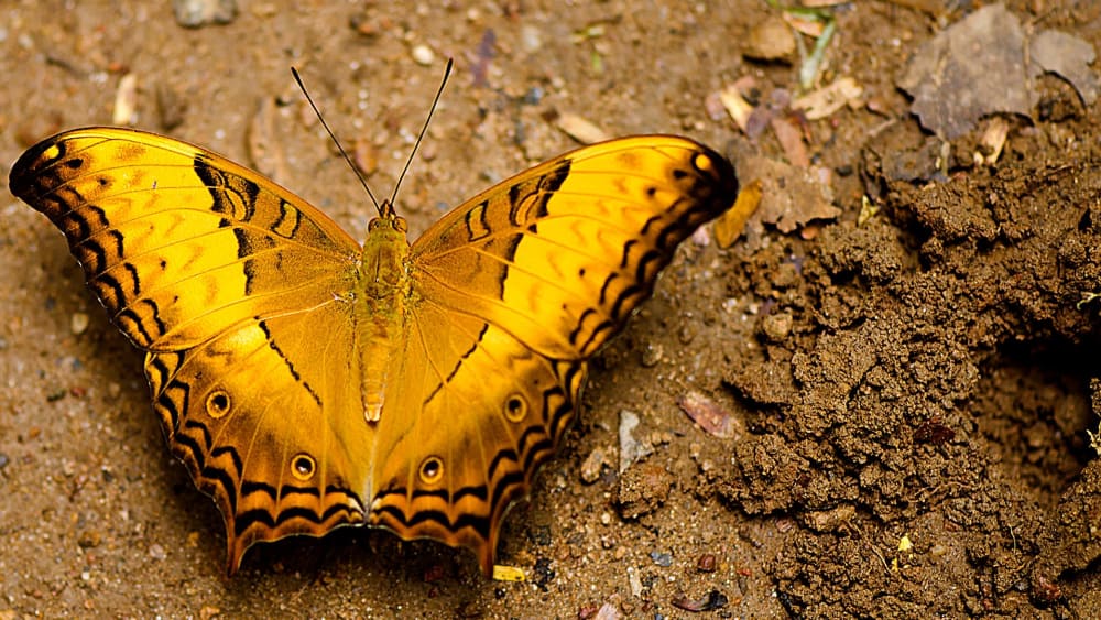 The Guide: Aralam Wildlife Sanctuary