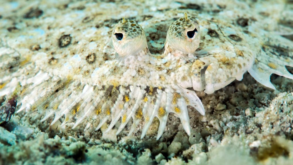 Crypsis Unmasked: Marine Masters of Disguise and Their Tools
