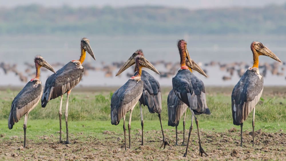 Poison in Diet Emerges as Threat to Greater Adjutant Storks