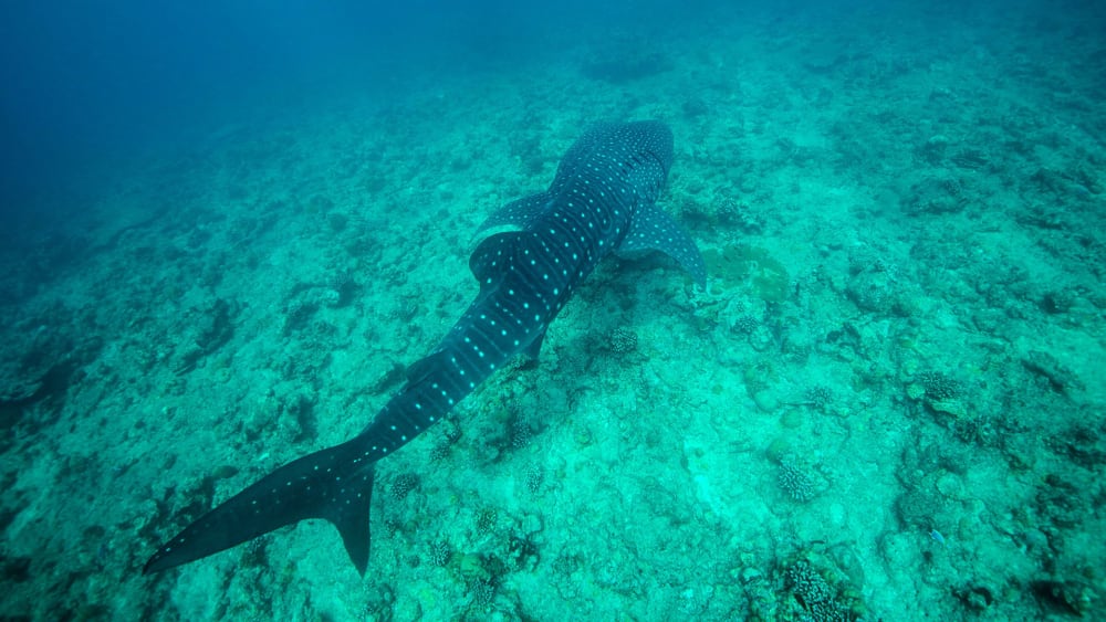 Save the Whale Sharks of the Lakshadweep Islands