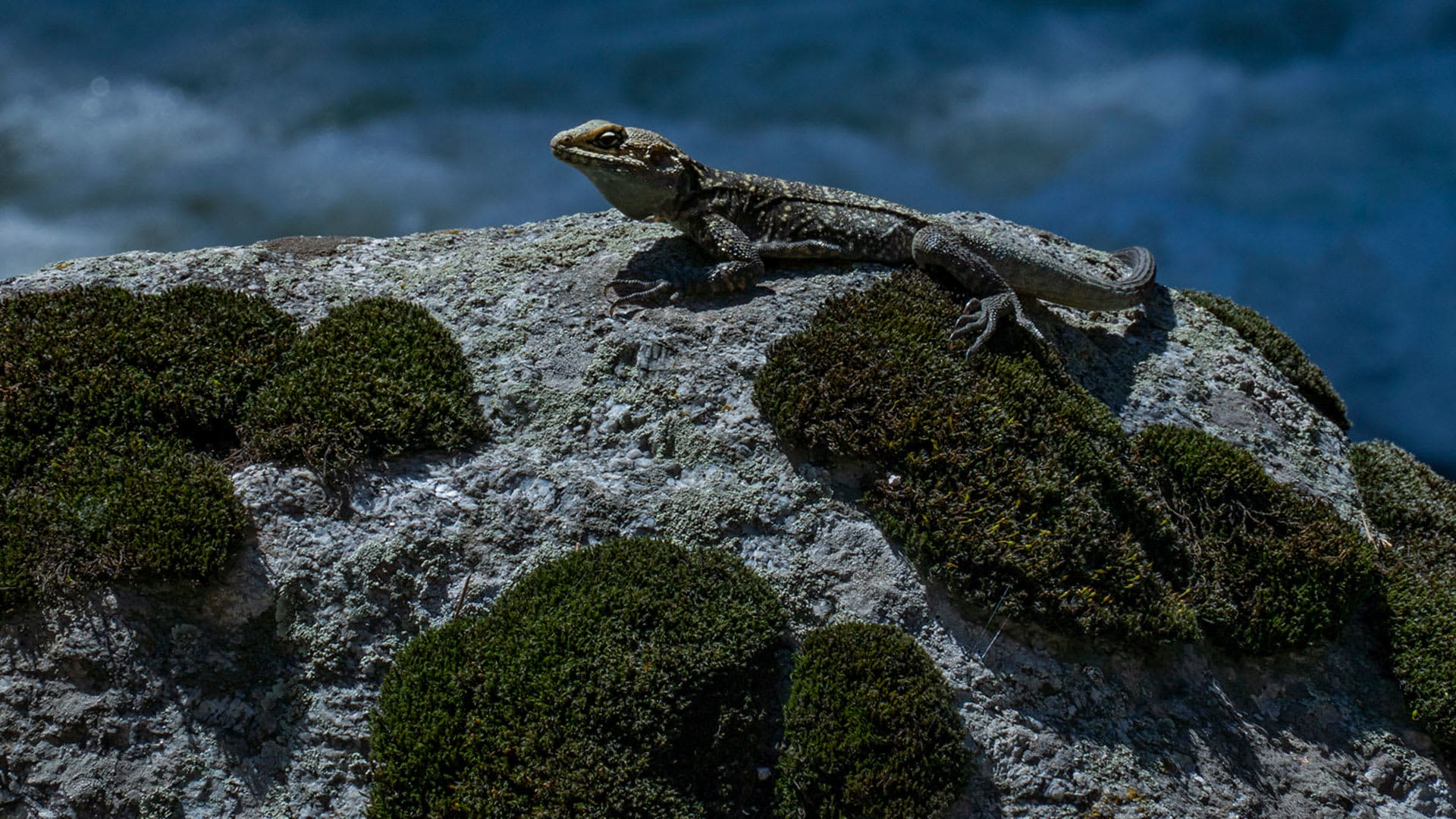Tea Time with My Friend the Rock Agama
