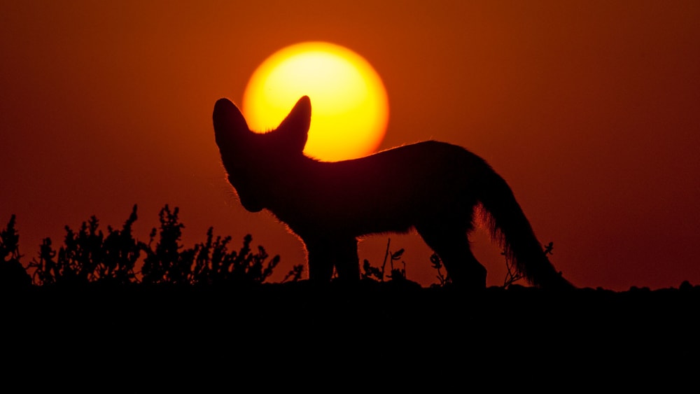 Furry and Feisty the Desert Fox Endures