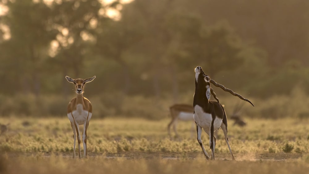 Poo to Woo: How Blackbucks Use Their Dung to Attract Mates