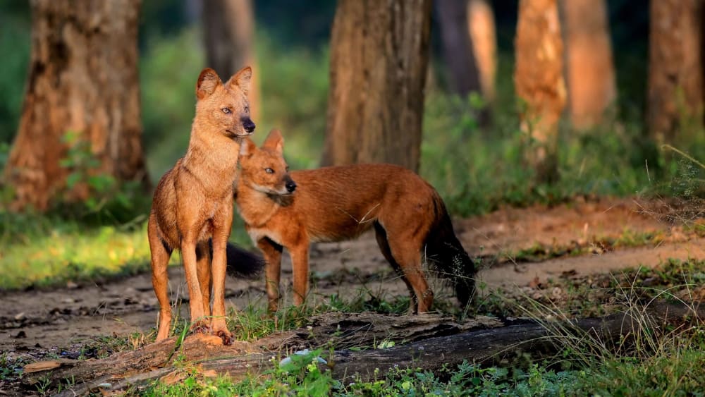 Dynamic Dholes: The Power of the Pack