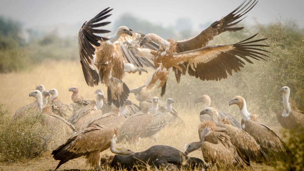 Gods of Scavenging: Vultures of the Indian subcontinent