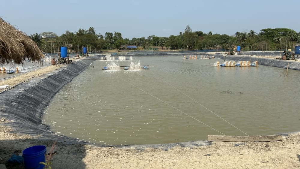 Shrimp Farming Transforming Land Use in Sundarbans