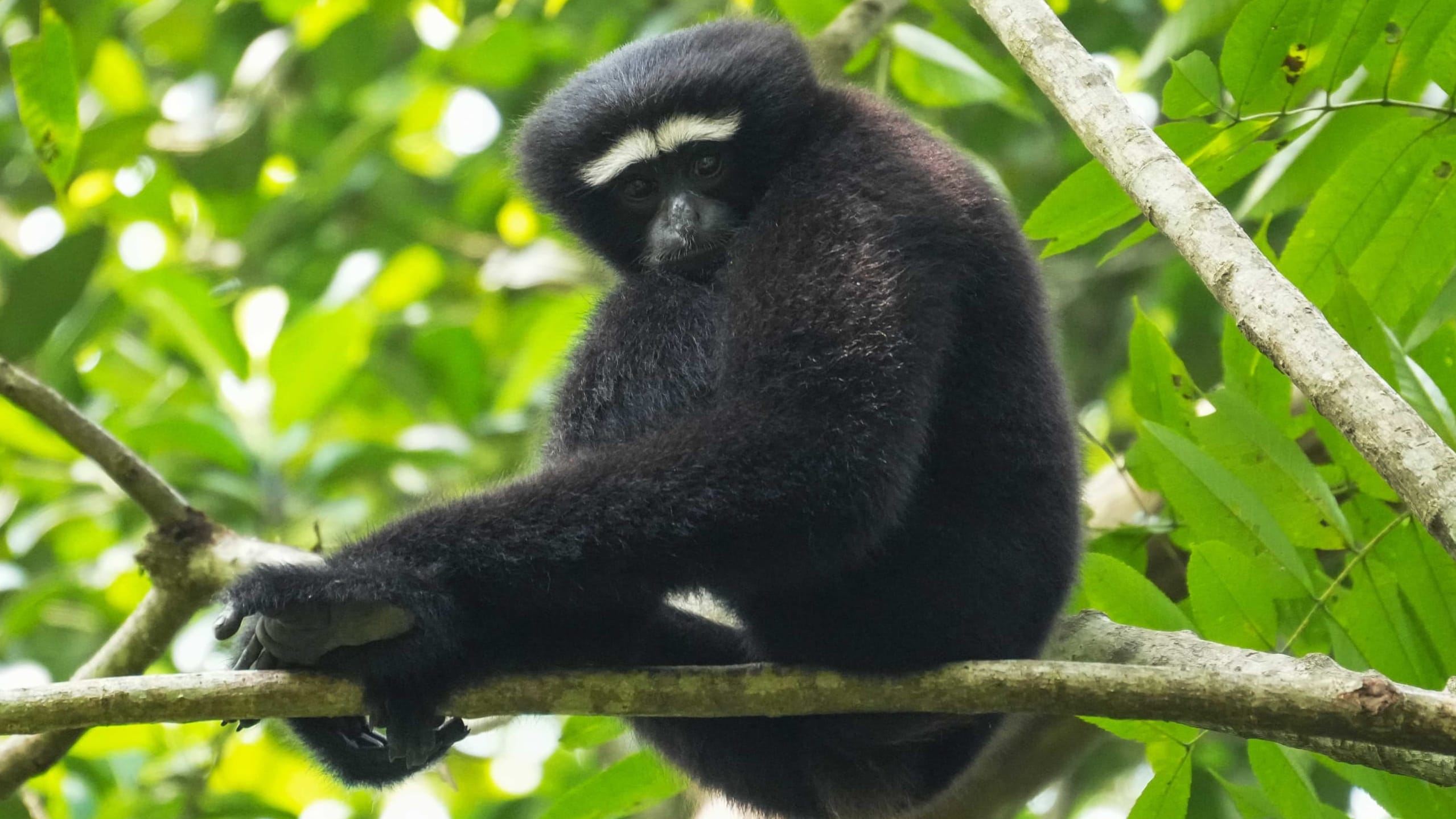 Saving the Hoolock Gibbon’s Song