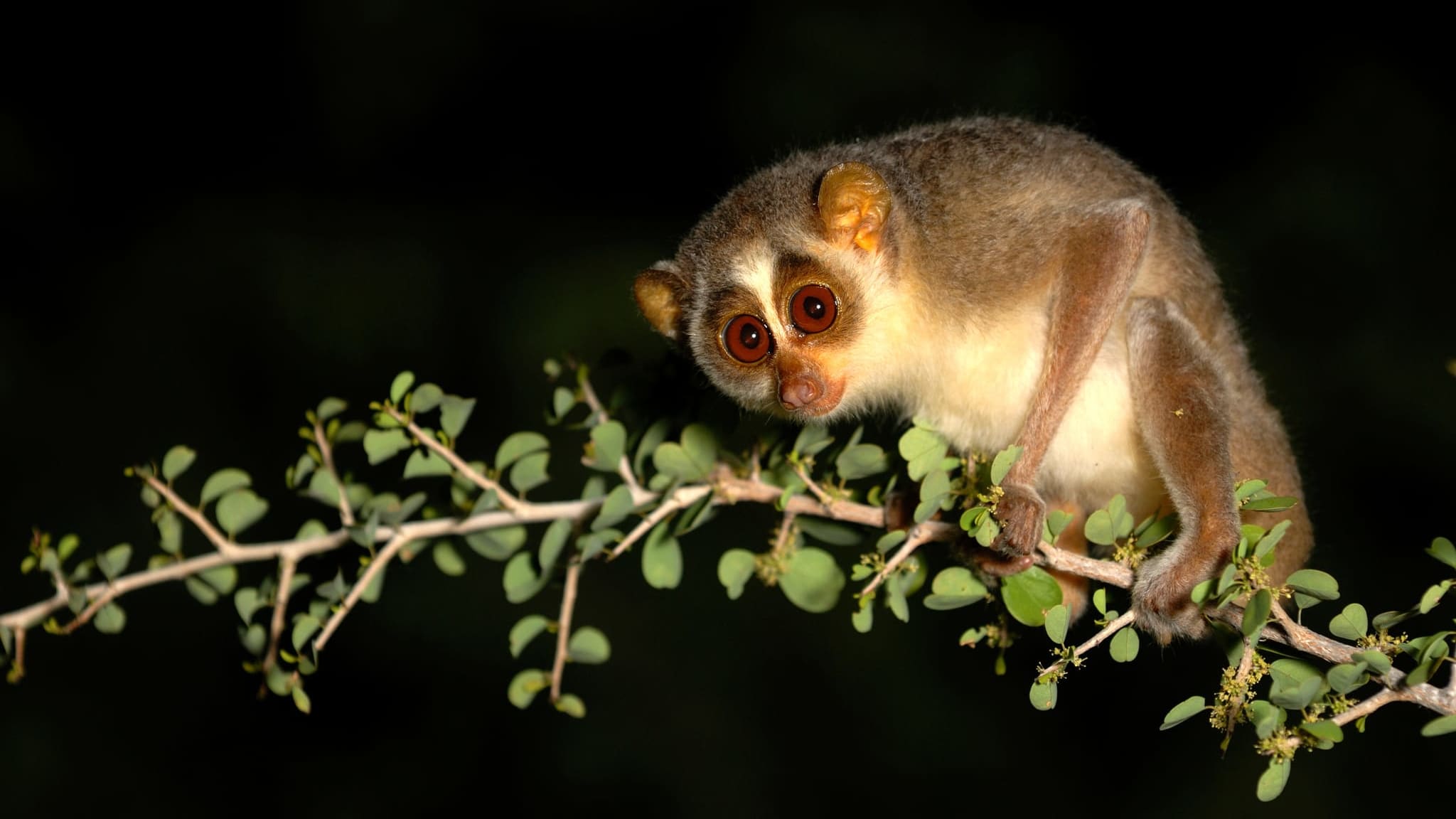 Illegal Mining Affects Lorises in Tamil Nadu