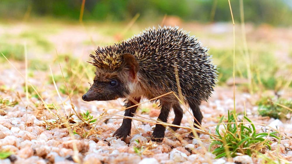A Day in the Life of a Madras Hedgehog