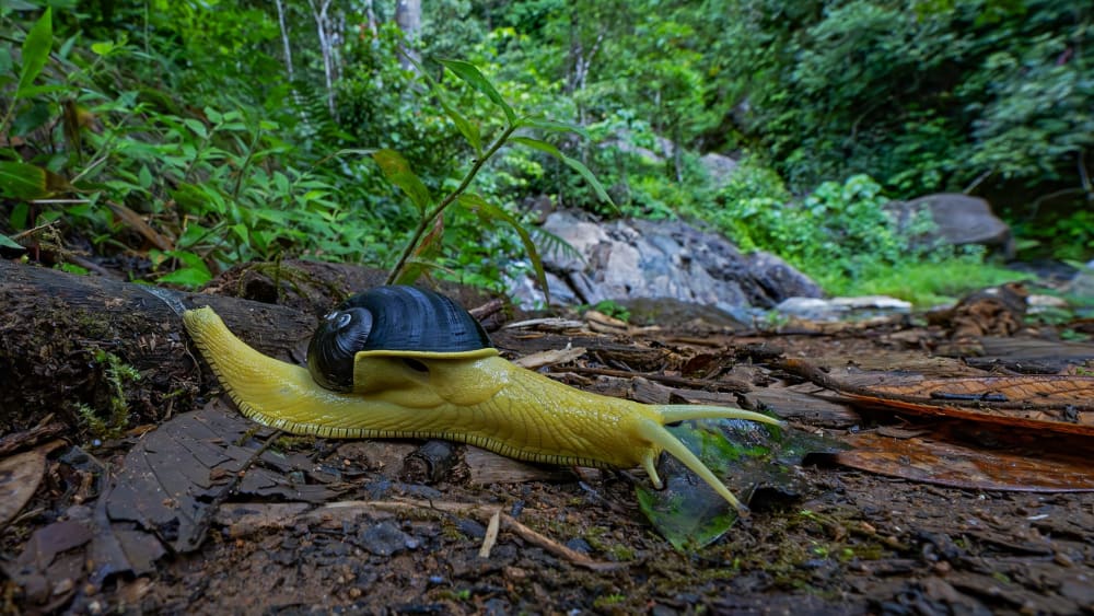 Ground Beneath Our Feet: Micro-life on Wayanad’s Forest Floor