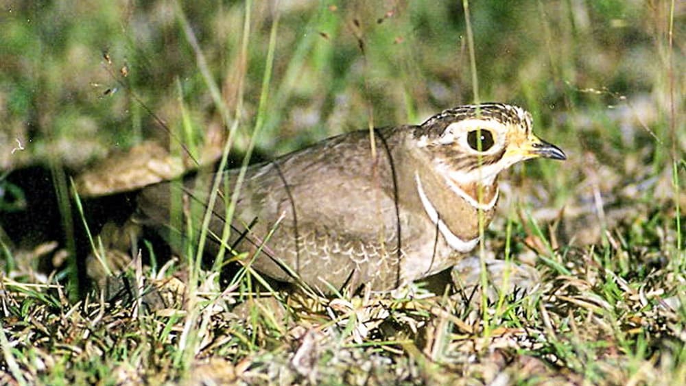 Is the Jerdon’s Courser Extinct?