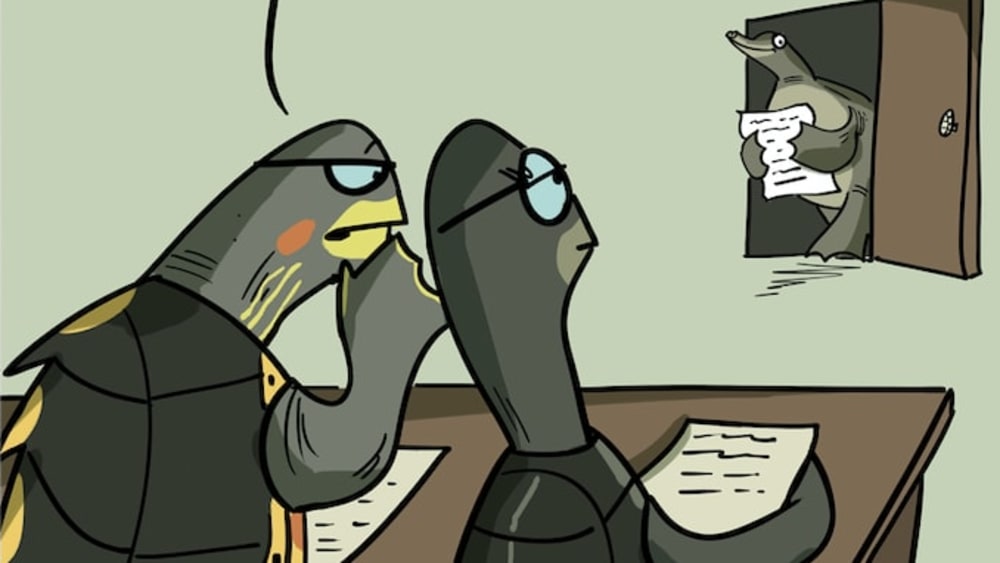 Don't Be Hard on the Softshell Turtle