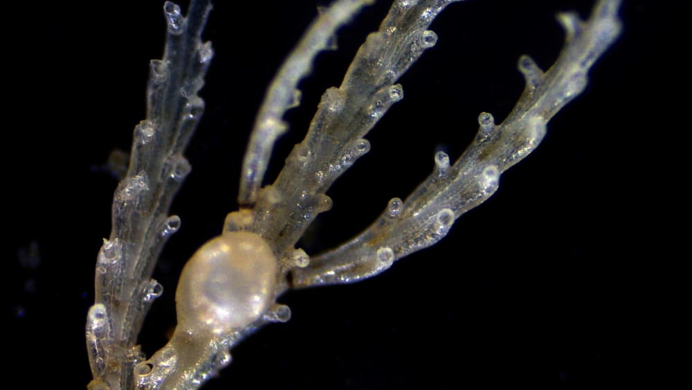 Bryozoans: Moss Animals of the Tidepools