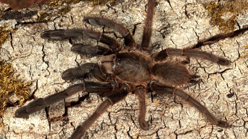 Four New Tarantulas Discovered from Western Ghats