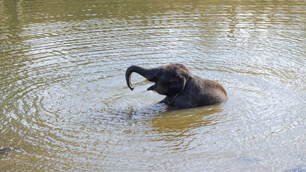 Orphaned Calves: Paying the Price of Human-elephant Conflict