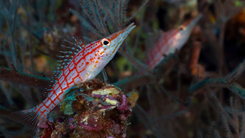 Small Fish: Thumbelinas of the Sea