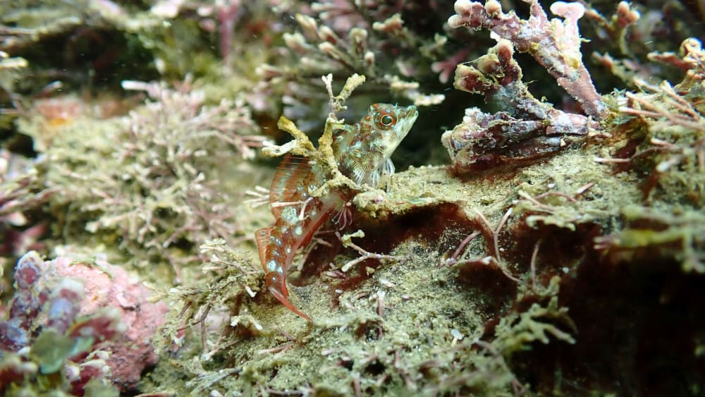 Exploring the Coral Reefs of Goa’s Grande Island