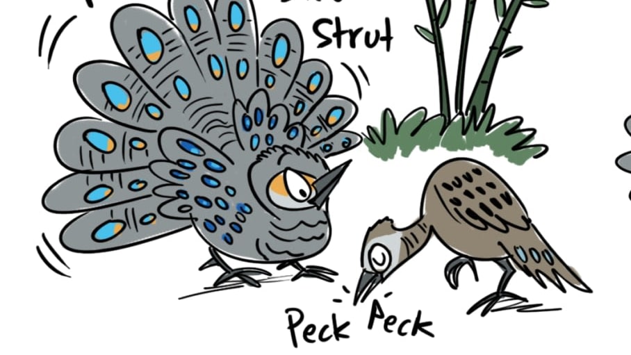The Peacock Pleads for the Peahen's Attention
