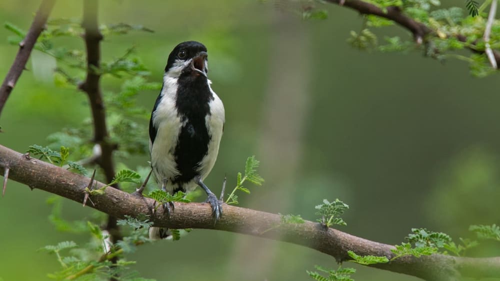 White-naped Tit: Whistler in the Bush