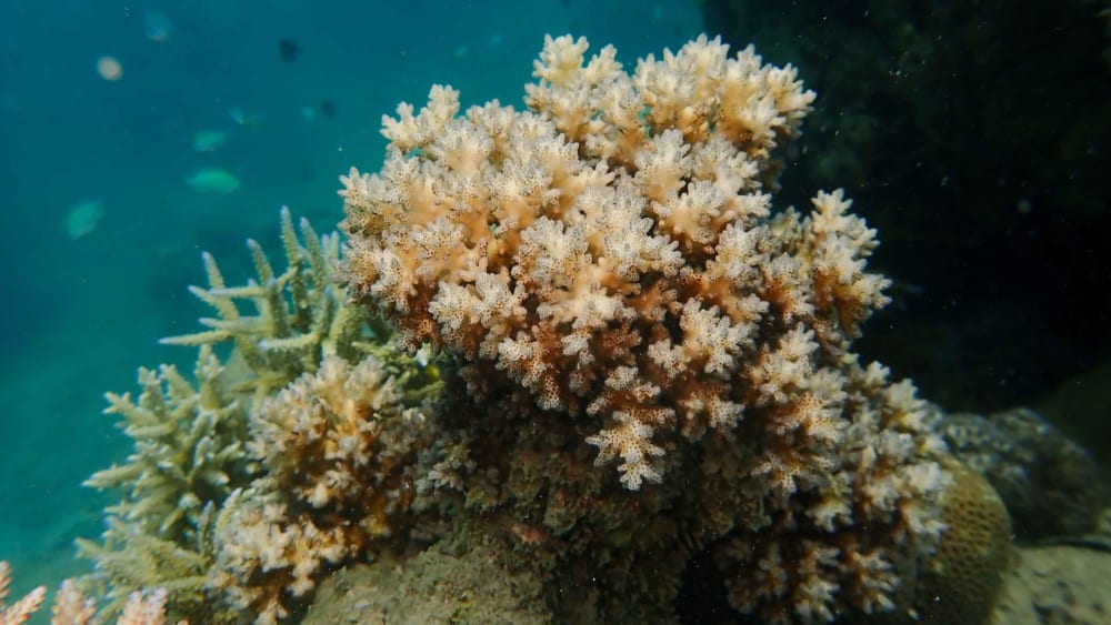 Peering Inside a Pocillopora