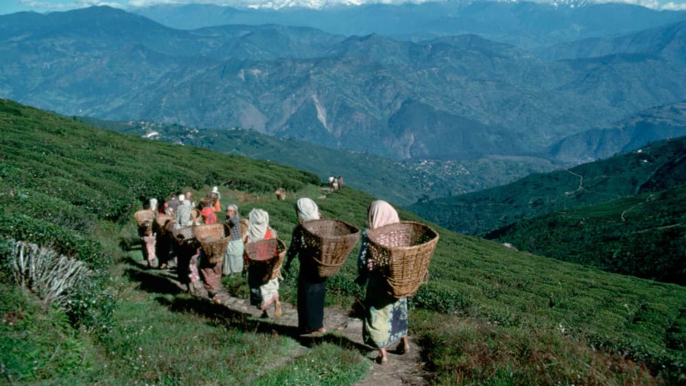 How Tea Gardens in Darjeeling and Kalimpong Can Contribute Towards Landscape Conservation