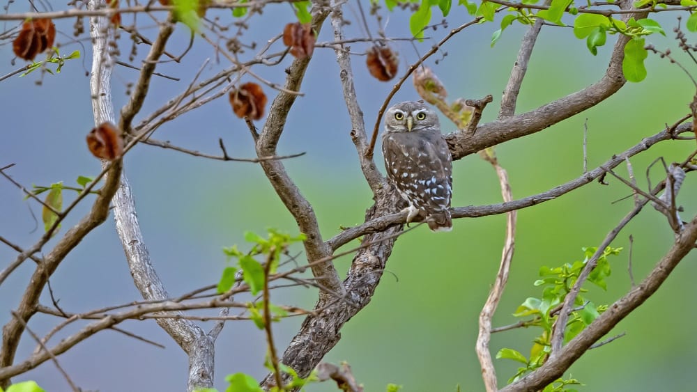 Forest Owlet: Resurrected but Endangered