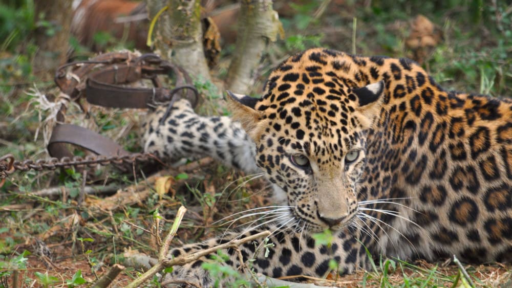 Wildlife Crime: Death by a Snare